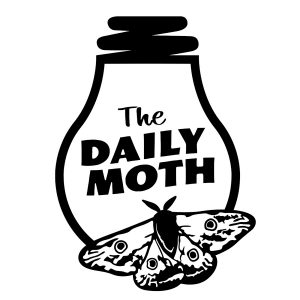 The Daily Moth logo